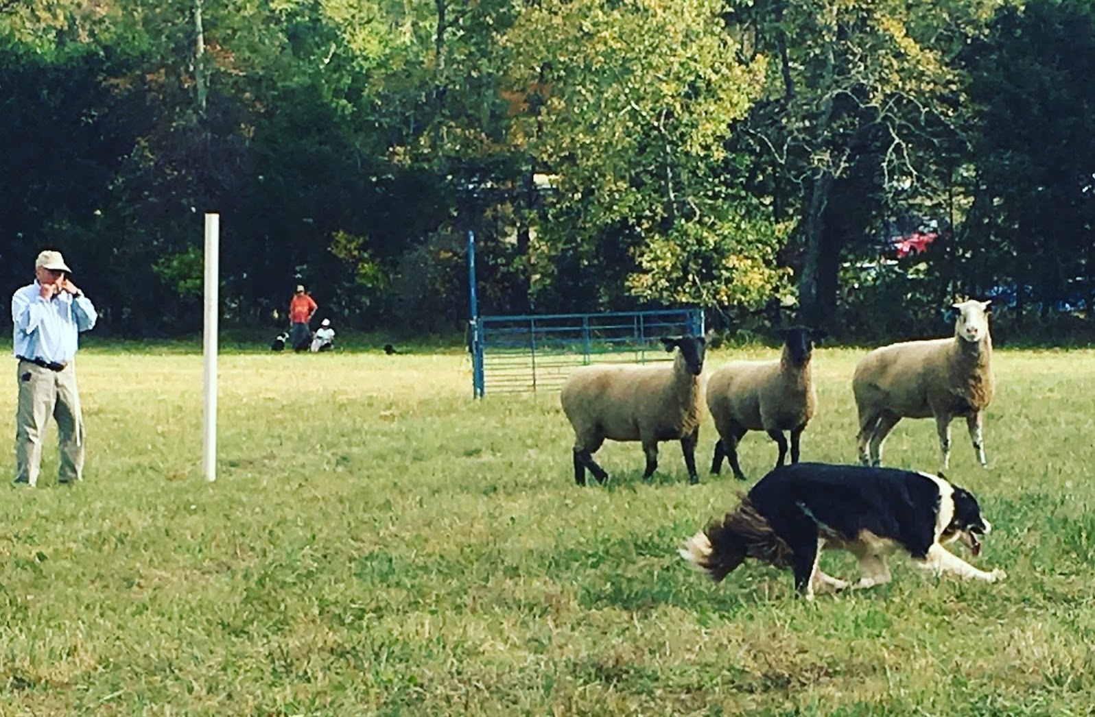 Fall Fiber Festival - Sheepdog Trial